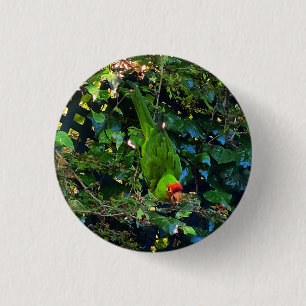 Cherry Headed Conure #1 Pinback Button