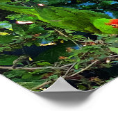 Cherry Headed Conure #1 Poster (Hoek)