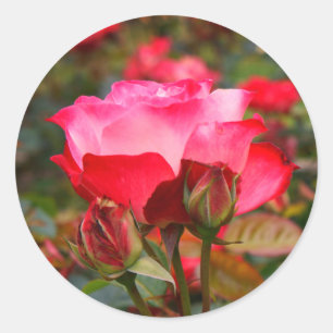 Cherry Parfait Roos #1 Sticker