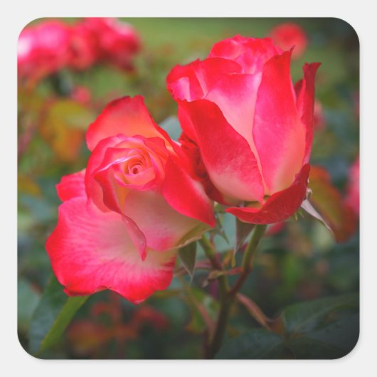 Cherry Parfait Roos #4 Sticker (Voorkant)