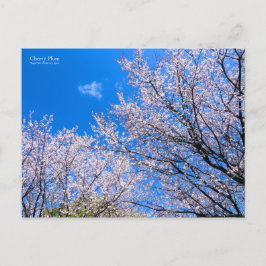 Cherry Plum [Briefkaart] Briefkaart