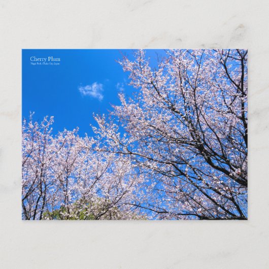 Cherry Plum [Briefkaart] Briefkaart (Voorkant)