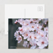 Cherry Plum:Briefkaart Briefkaart (Voorkant / Achterkant)
