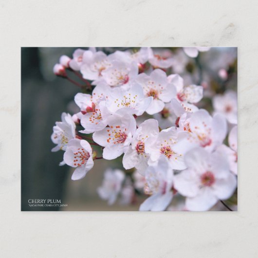 Cherry Plum:Briefkaart Briefkaart (Voorkant)