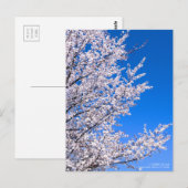 Cherry Plum:Briefkaart Briefkaart (Voorkant / Achterkant)