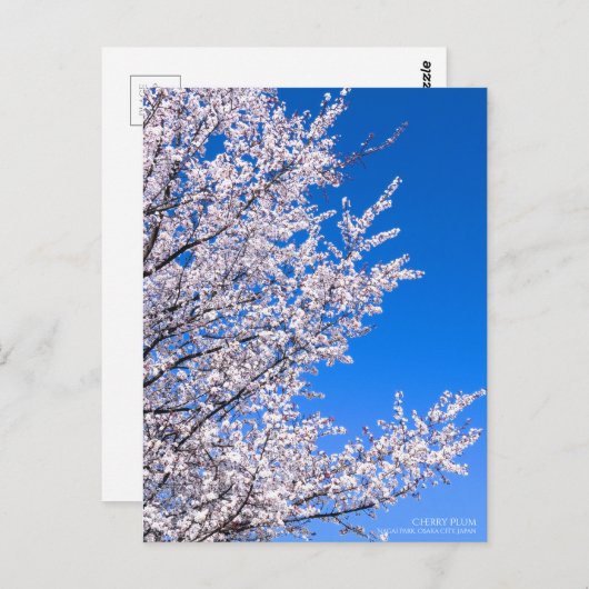 Cherry Plum:Briefkaart Briefkaart (Voorkant / Achterkant)