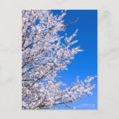 Cherry Plum:Briefkaart Briefkaart (Voorkant)