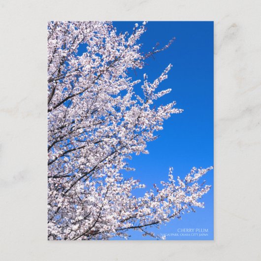 Cherry Plum:Briefkaart Briefkaart (Voorkant)