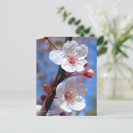 Cherry Plum [Briefkaart] Briefkaart (Staand voorkant)