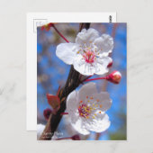 Cherry Plum [Briefkaart] Briefkaart (Voorkant / Achterkant)