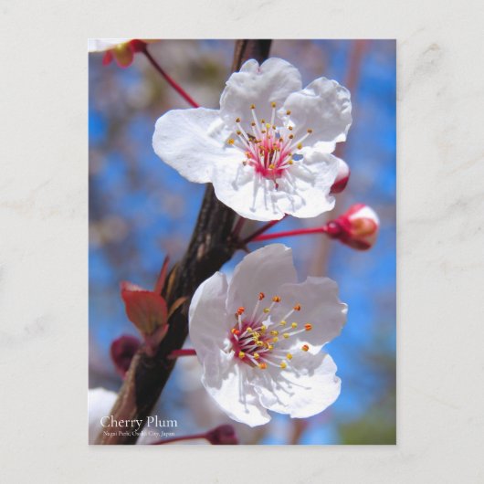Cherry Plum [Briefkaart] Briefkaart (Voorkant)