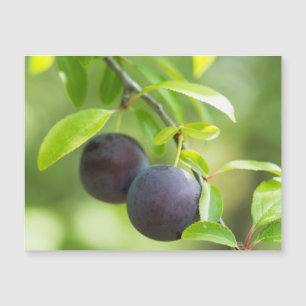 Cherry plum on tak
