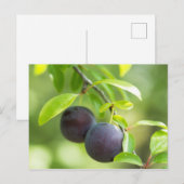 Cherry plum on tak briefkaart (Voorkant / Achterkant)