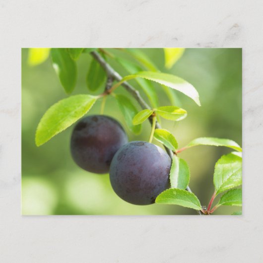Cherry plum on tak briefkaart (Voorkant)