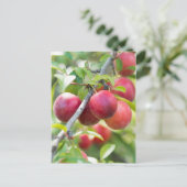 Cherry plum on tak briefkaart (Staand voorkant)