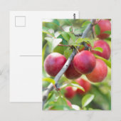 Cherry plum on tak briefkaart (Voorkant / Achterkant)