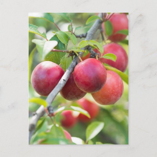 Cherry plum on tak briefkaart (Voorkant)
