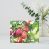 Cherry plum on tak briefkaart (Staand voorkant)