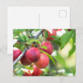 Cherry plum on tak briefkaart (Voorkant / Achterkant)