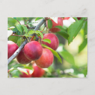 Cherry plum on tak briefkaart