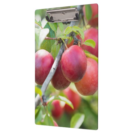 Cherry plum on tak klembord (Links)