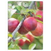 Cherry plum on tak klembord (Achterkant)