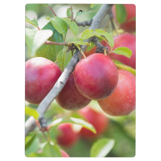 Cherry plum on tak klembord (Achterkant)