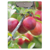 Cherry plum on tak klembord (Voorkant)