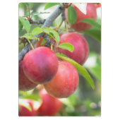 Cherry plum on tak klembord (Achterkant)