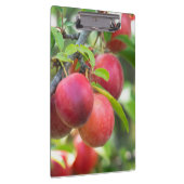 Cherry plum on tak klembord (Rechts)