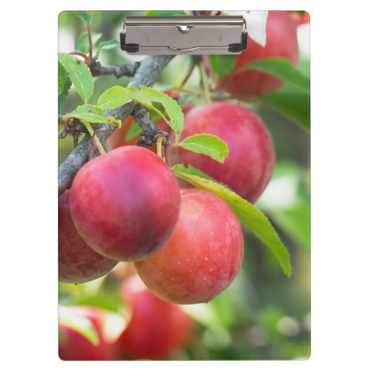 Cherry plum on tak klembord (Voorkant)