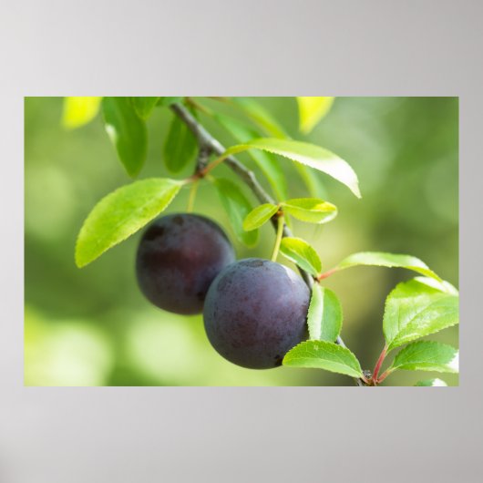 Cherry plum on tak poster (Voorkant)