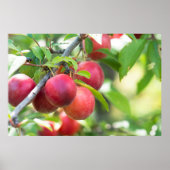 Cherry plum on tak poster (Voorkant)