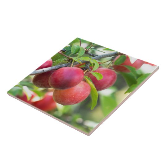 Cherry plum on tak tegeltje (Zijkant)