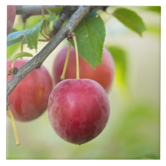 Cherry plum on tak tegeltje (Voorkant)