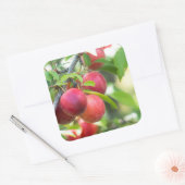 Cherry plum on tak vierkante sticker (Envelop)