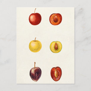 Cherry Plum (Prunus Cerasifera var. Divaricata) Briefkaart