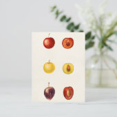 Cherry Plum (Prunus Cerasifera var. Divaricata) Briefkaart (Staand voorkant)