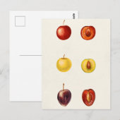 Cherry Plum (Prunus Cerasifera var. Divaricata) Briefkaart (Voorkant / Achterkant)