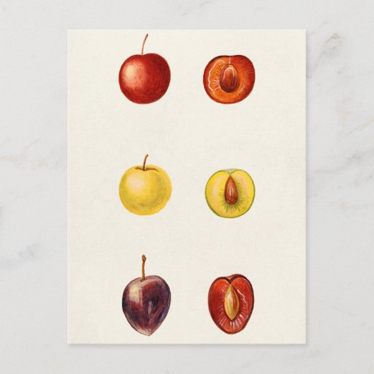 Cherry Plum (Prunus Cerasifera var. Divaricata) Briefkaart (Voorkant)