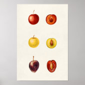 Cherry Plum (Prunus Cerasifera var. Divaricata) Poster (Voorkant)