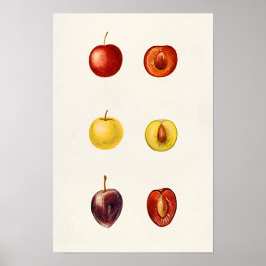Cherry Plum (Prunus Cerasifera var. Divaricata) Poster (Voorkant)