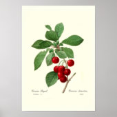 Cherry Poster (Voorkant)