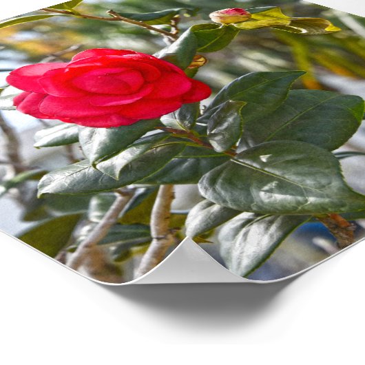 Cherry Red Camellia Flower en Bud Poster (Hoek)