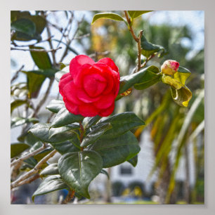 Cherry Red Camellia Flower en Bud Poster