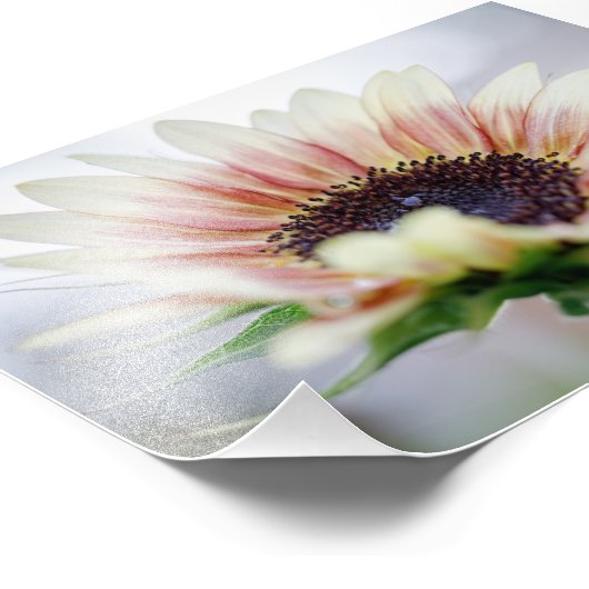 Cherry Rose Sunflower Foto Afdruk (Hoek)