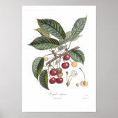 Cherry, Royale Poster (Voorkant)