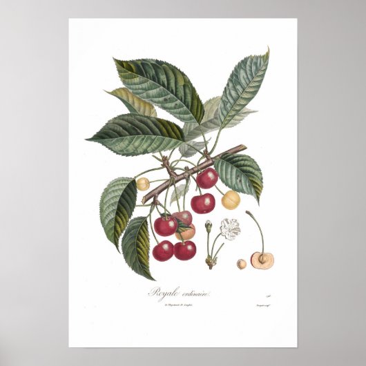 Cherry, Royale Poster (Voorkant)