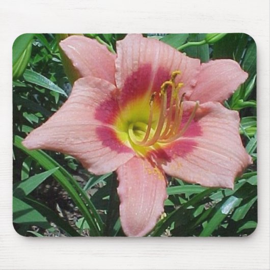 Cherry Smash Daylily Muismat (Voorkant)