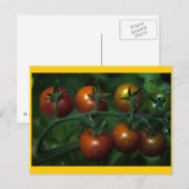 Cherry Tomaten Briefkaart (Voorkant / Achterkant)